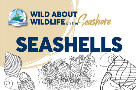 Wild About Wildlife Seashells Image