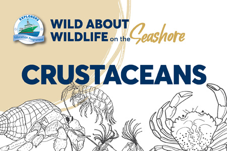 Wild About Wildlife Crustaceans Image