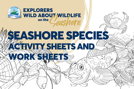 Explorers Wild About Wildlife on the Seashore | Marine Institute