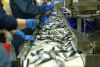 Marine Institute and BIM collaborate with pelagic sector to capture Northeast Atlantic mackerel data